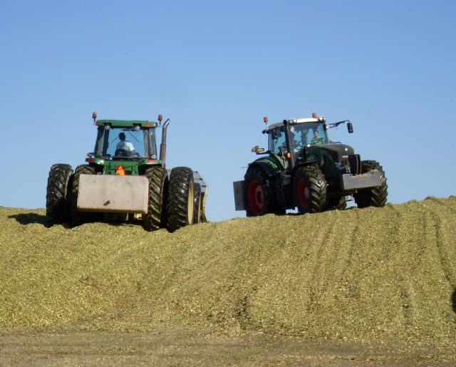 Two tractors move corn silage and keep driving over it to pack it down