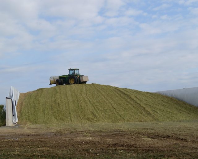Tractor on top of silage bunker