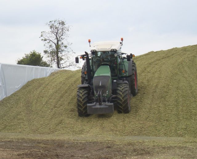 Tractor packing the corn silage