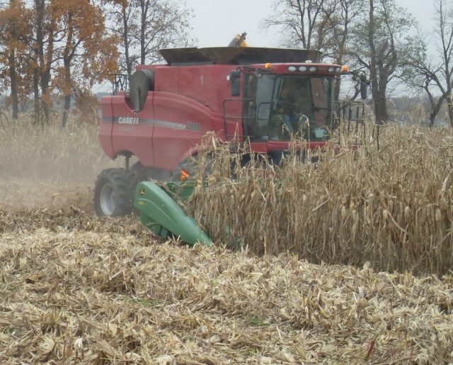 Corn is shelled in late fall. A combine separates the corn kernels from the stalks and cobs