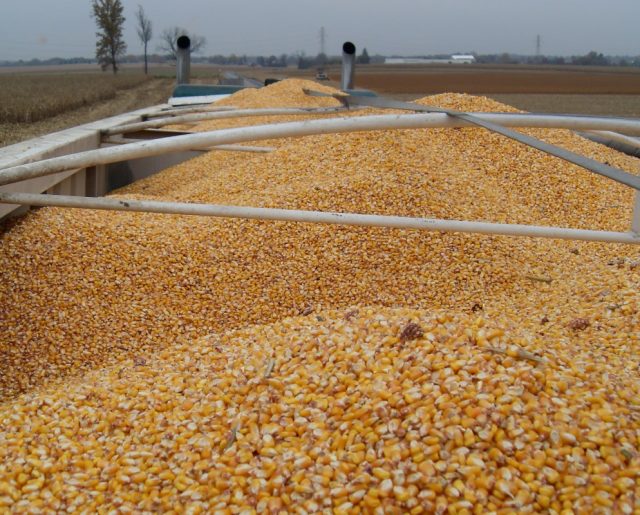 Full truck load of shelled corn