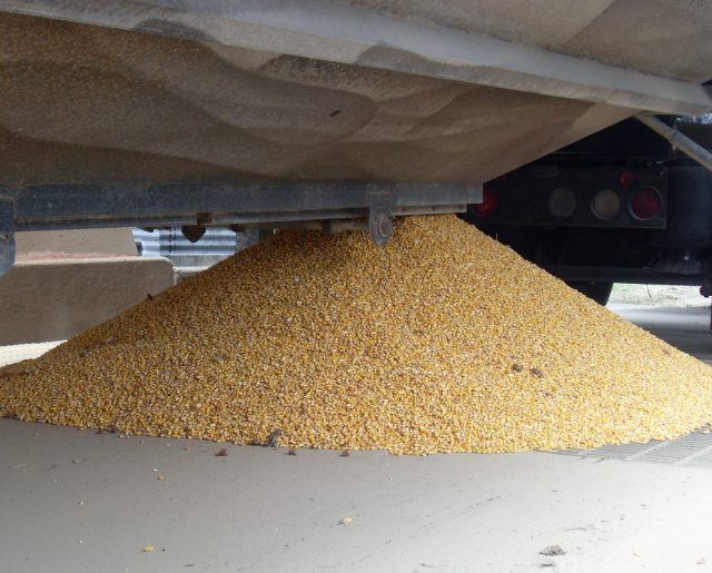 Shelled corn being unloaded
